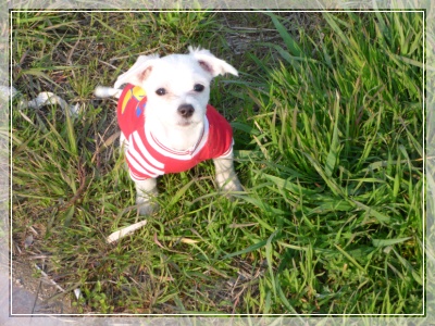 인천연수구선학초등학교 우리행운이를찾습니다ㅠㅠ