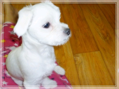 인천연수구선학초등학교 우리행운이를찾습니다ㅠㅠ