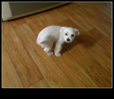 인천연수구선학초등학교 우리행운이를찾습니다ㅠㅠ