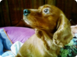 코카스파니엘 찾아요!!!!