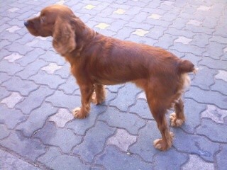 코카스파니엘 찾아요!!!!