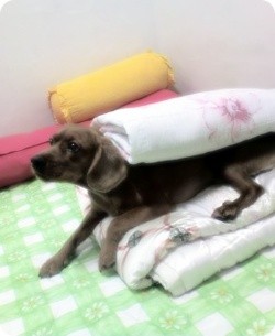 코카스파니엘 찾아요!!!!