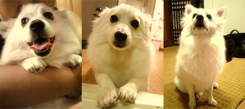 인천 계양구 서운체육공원근처 스피츠 찾습니다.