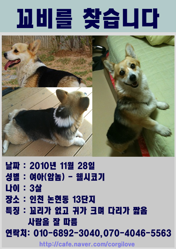 [인천]웰시코기 꼬비를 찾습니다