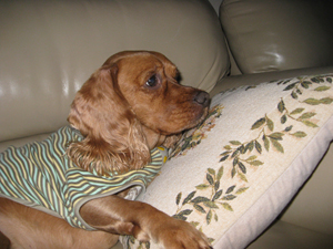 일산 장항동 한라밀라트거주 코카스패니얼 남아를 찾습니다!!