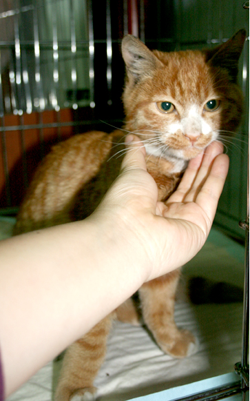 영등포구신길5동 예쁜고양이 보호중입니다.