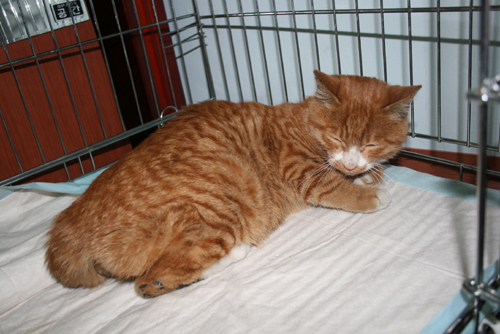 영등포구신길5동 예쁜고양이 보호중입니다.