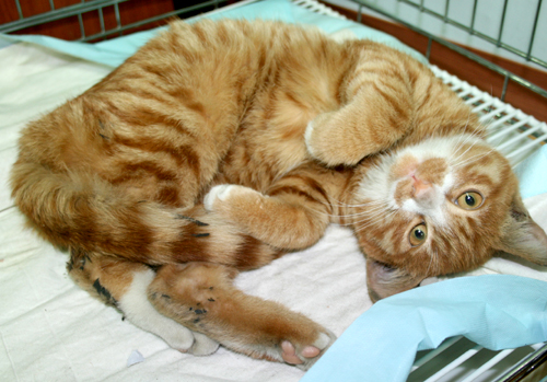 영등포구신길5동 예쁜고양이 보호중입니다.