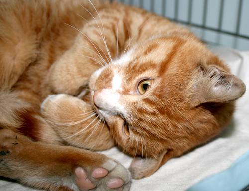 영등포구신길5동 예쁜고양이 보호중입니다.