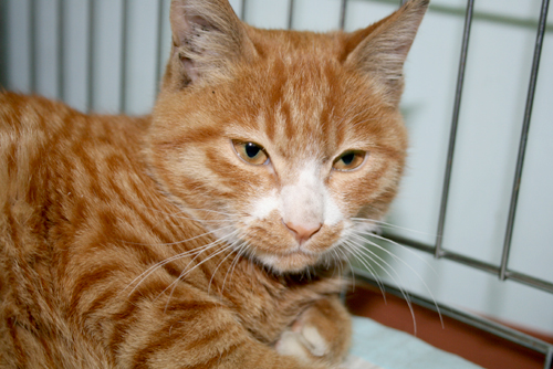 영등포구신길5동 예쁜고양이 보호중입니다.