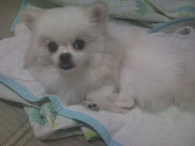 서울 광진구 중곡동서 화이트포메 콩이를 찾습니다.