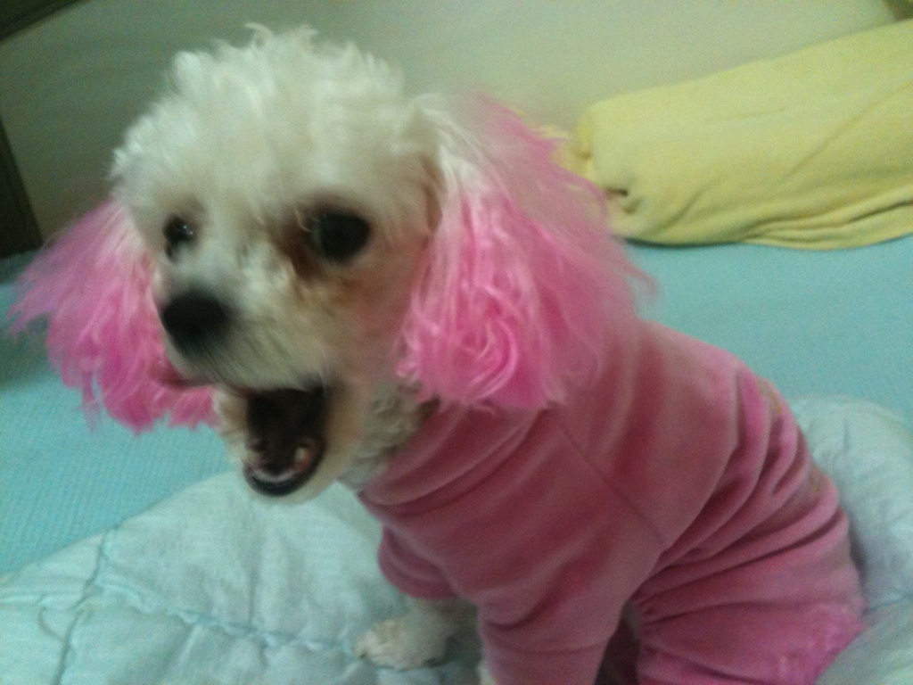 은평구 응암동 화이트푸들 반려견 찾습니다!!