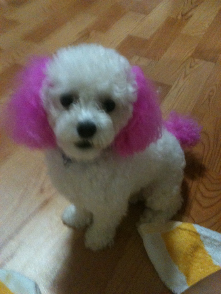 은평구 응암동 화이트푸들 반려견 찾습니다!!