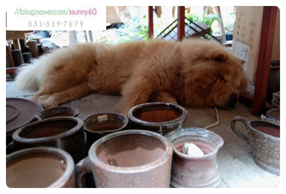 [시흥시정왕동]차우차우를 찾아주세요 