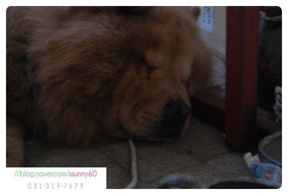 [시흥시정왕동]차우차우를 찾아주세요 