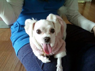 청주말티즈수컷3살꼭좀찾아주세요ㅠ