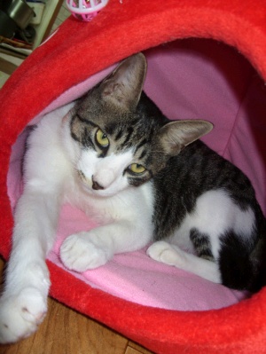 고양이를 찾습니다. 강화군 갑곳리/코숏/남아(중성화완료)/1살반