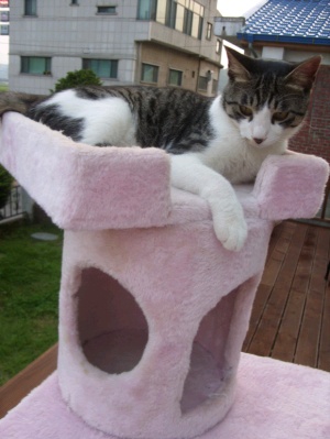 고양이를 찾습니다. 강화군 갑곳리/코숏/남아(중성화완료)/1살반