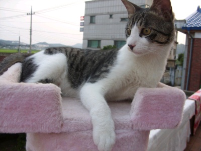 고양이를 찾습니다. 강화군 갑곳리/코숏/남아(중성화완료)/1살반