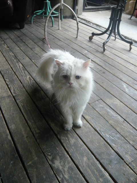 방이동에서 페르시안/남아 오드아이 잃어버렸습니다