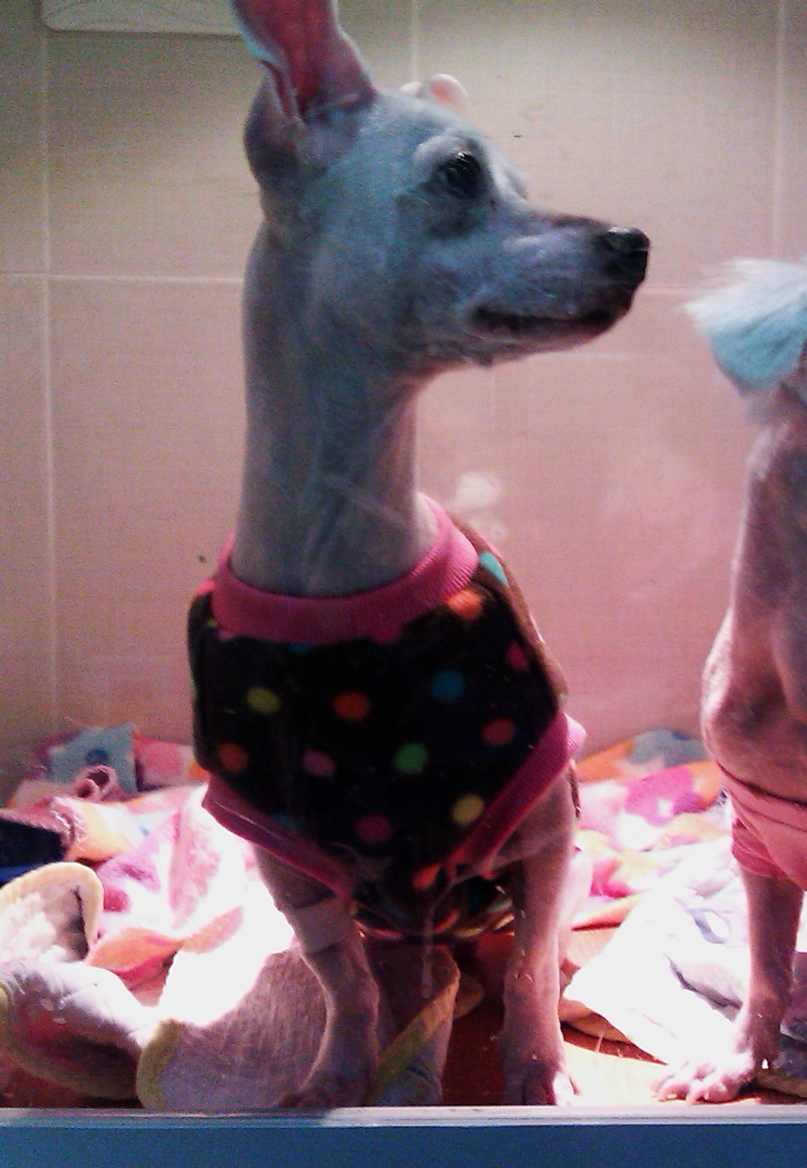 강아지를 찾습니다.