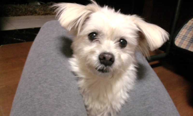 경기도 부천 중동 하얀 강아지 보호중이에요.