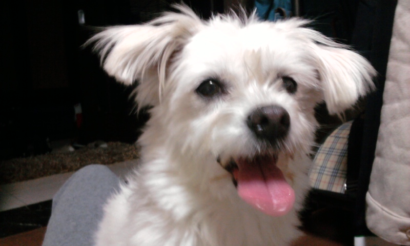 경기도 부천 중동 하얀 강아지 보호중이에요.