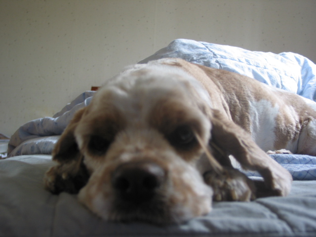 서대문구홍제동 / 아메리칸 코커스파니엘