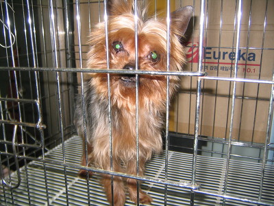 요크셔남자아이 급합니다