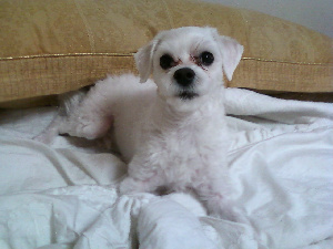 경기도 시흥시 하중동/말티즈(수컷) 쫄랑이를 찾습니다!