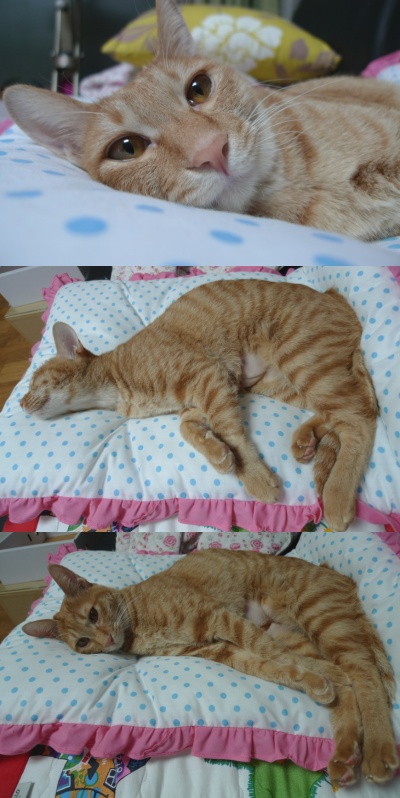 서울 성북구 노란고양이 찾아요 (재등록)