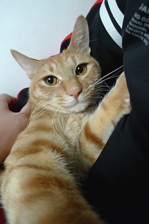 서울 성북구 노란고양이 찾아요 (재등록)