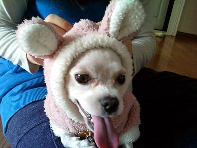 청주 말티즈 3살 남아 찾아주세요 ㅠ 