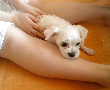 청주 말티즈 3살 남아 찾아주세요 ㅠ 