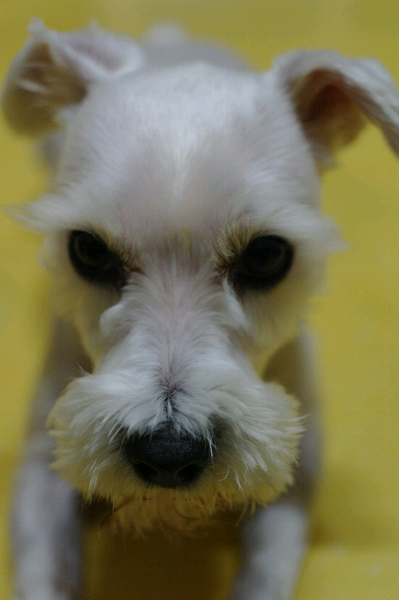 화이트슈나우저 찾습니다.