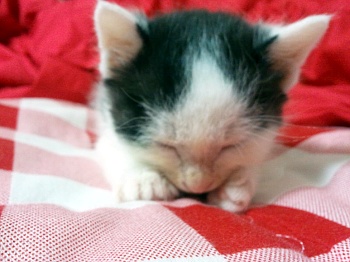 아기 냥을 찾습니다..(경기 금정역주변)