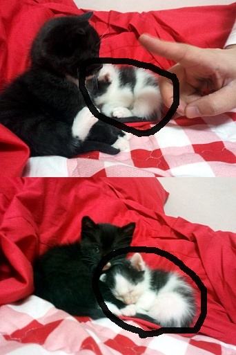 아기 냥을 찾습니다..(경기 금정역주변)