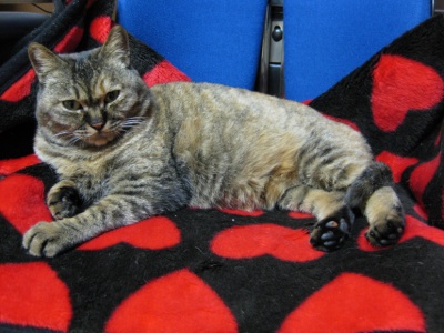 고양이 주인 찾습니다/암컷/관악구 봉천동