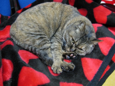 고양이 주인 찾습니다/암컷/관악구 봉천동