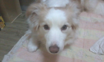 보더콜리 아리를 찾습니다