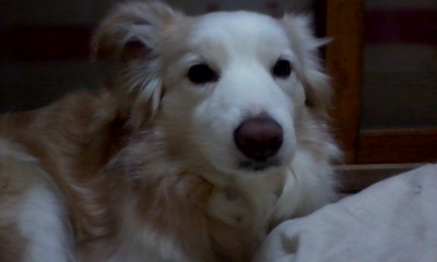 보더콜리 아리를 찾습니다