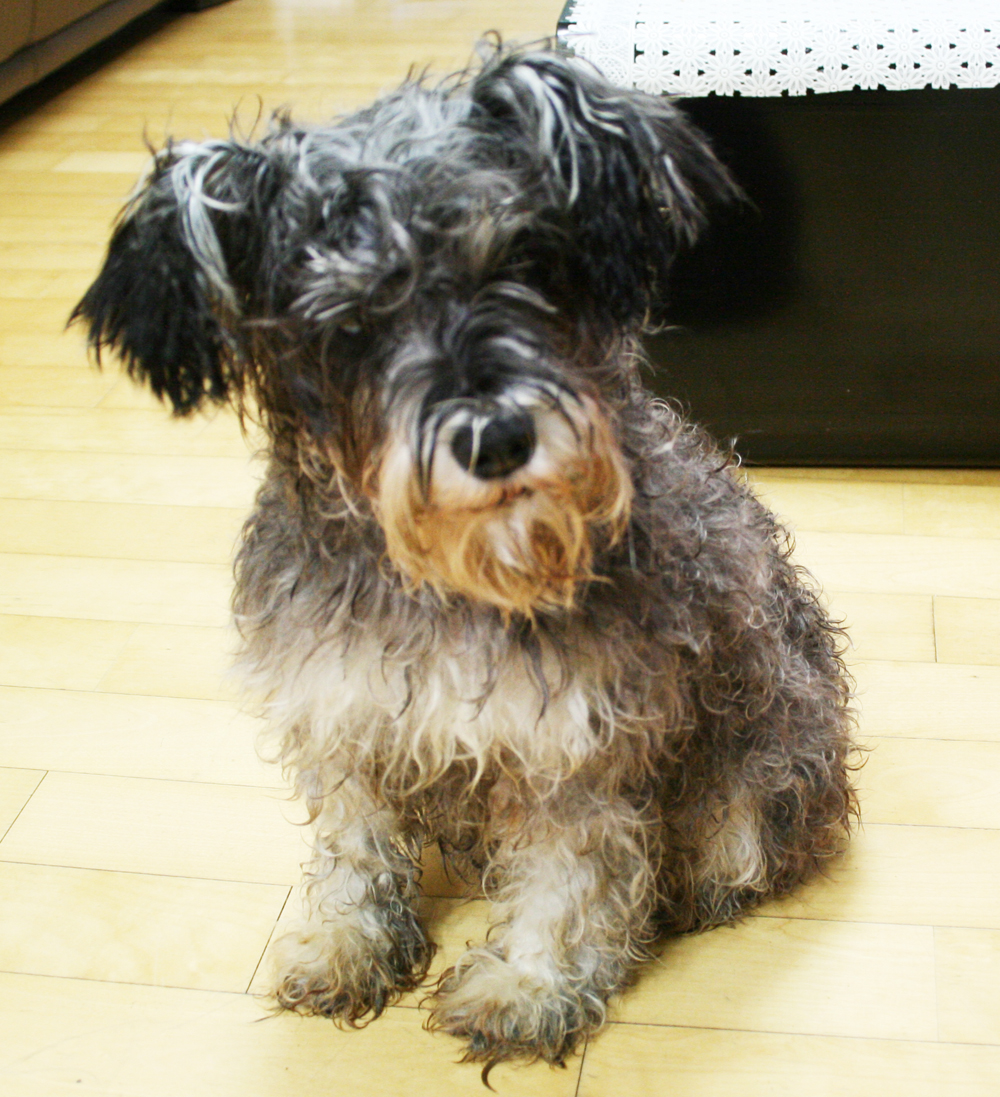 개인구조한 강아지