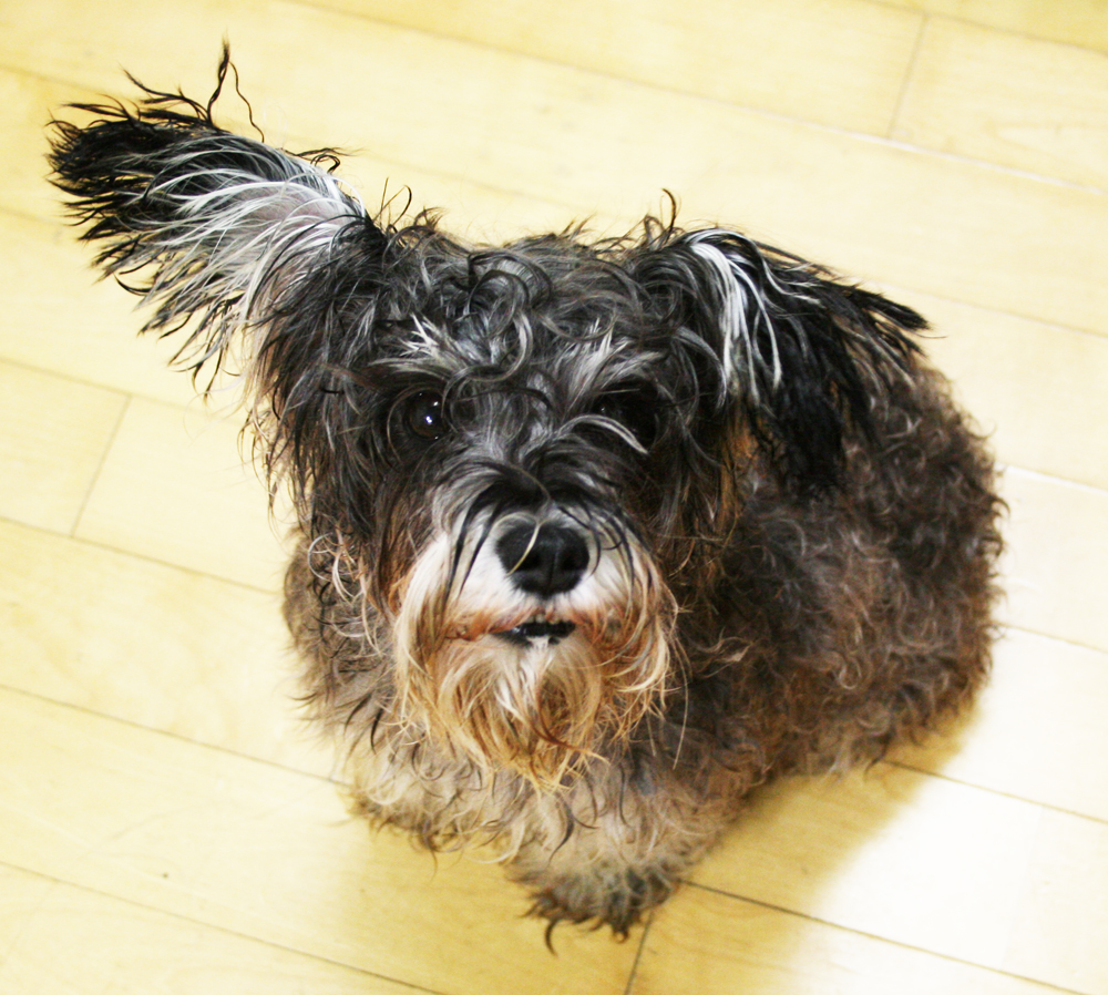 개인구조한 강아지