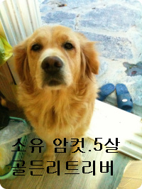 우리 개좀  찾아주세요!!!!