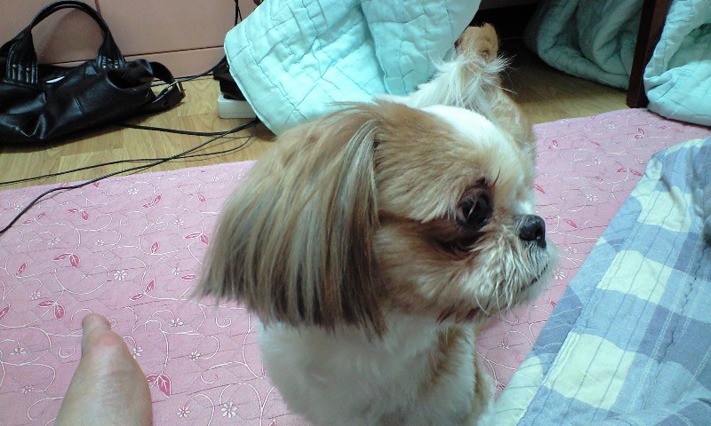 해운대구 반여3동 갈색 시츄 보호중입니다