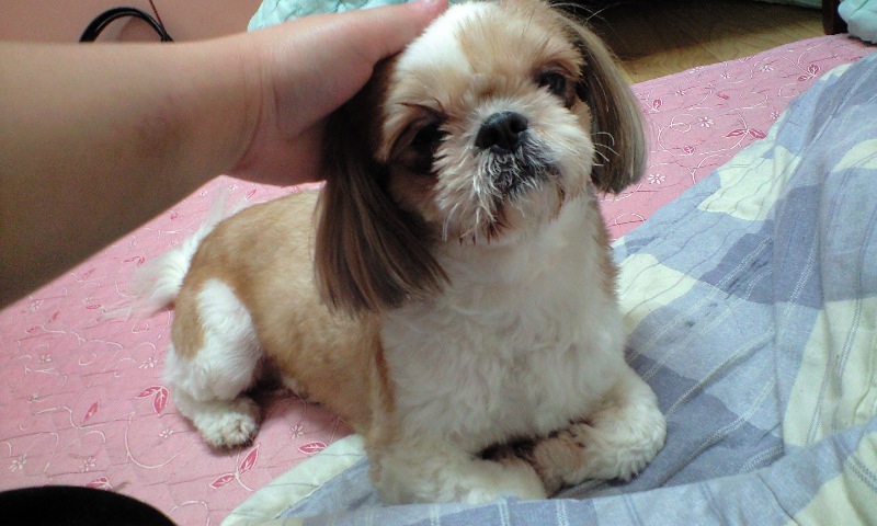 해운대구 반여3동 갈색 시츄 보호중입니다