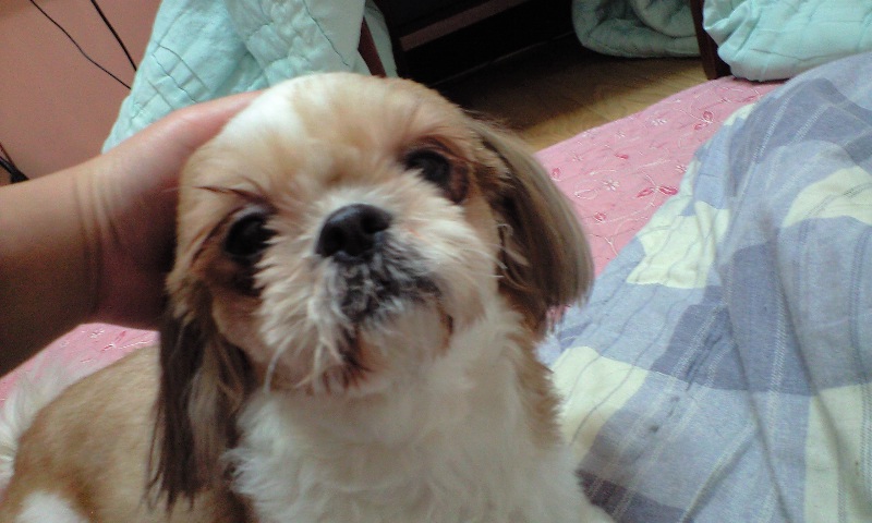 해운대구 반여3동 갈색 시츄 보호중입니다