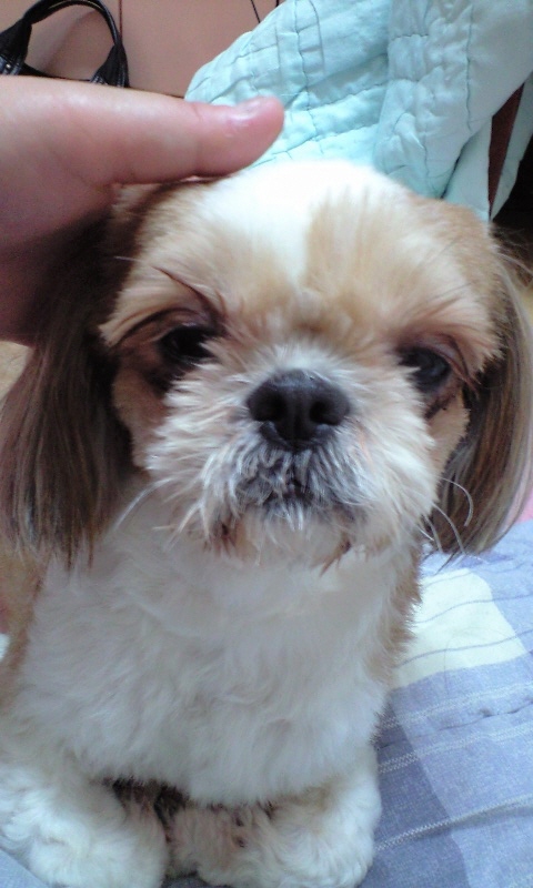 해운대구 반여3동 갈색 시츄 보호중입니다