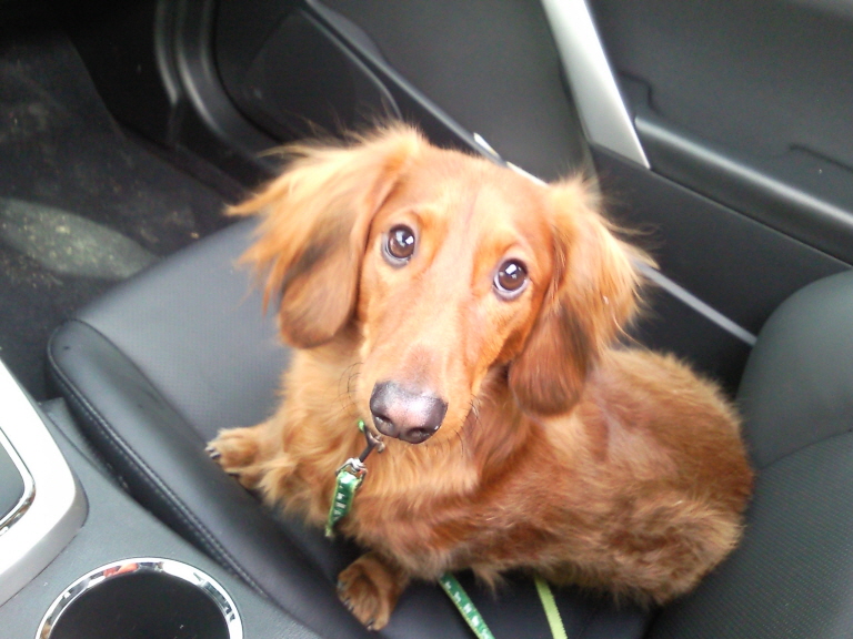 구리시 닥스훈트 (갈색장모) 찾아요