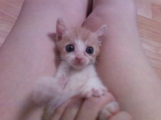 현재5개월 치즈태비 한국고양이 수컷,대림1동 877-35번지,구로디저털단지역부근.고양이 찾아요